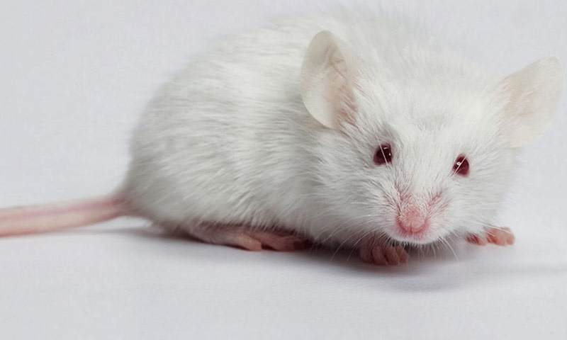 Mơ thấy chuột có ý nghĩa gì? Mua số Vieltott nào dễ trúng?